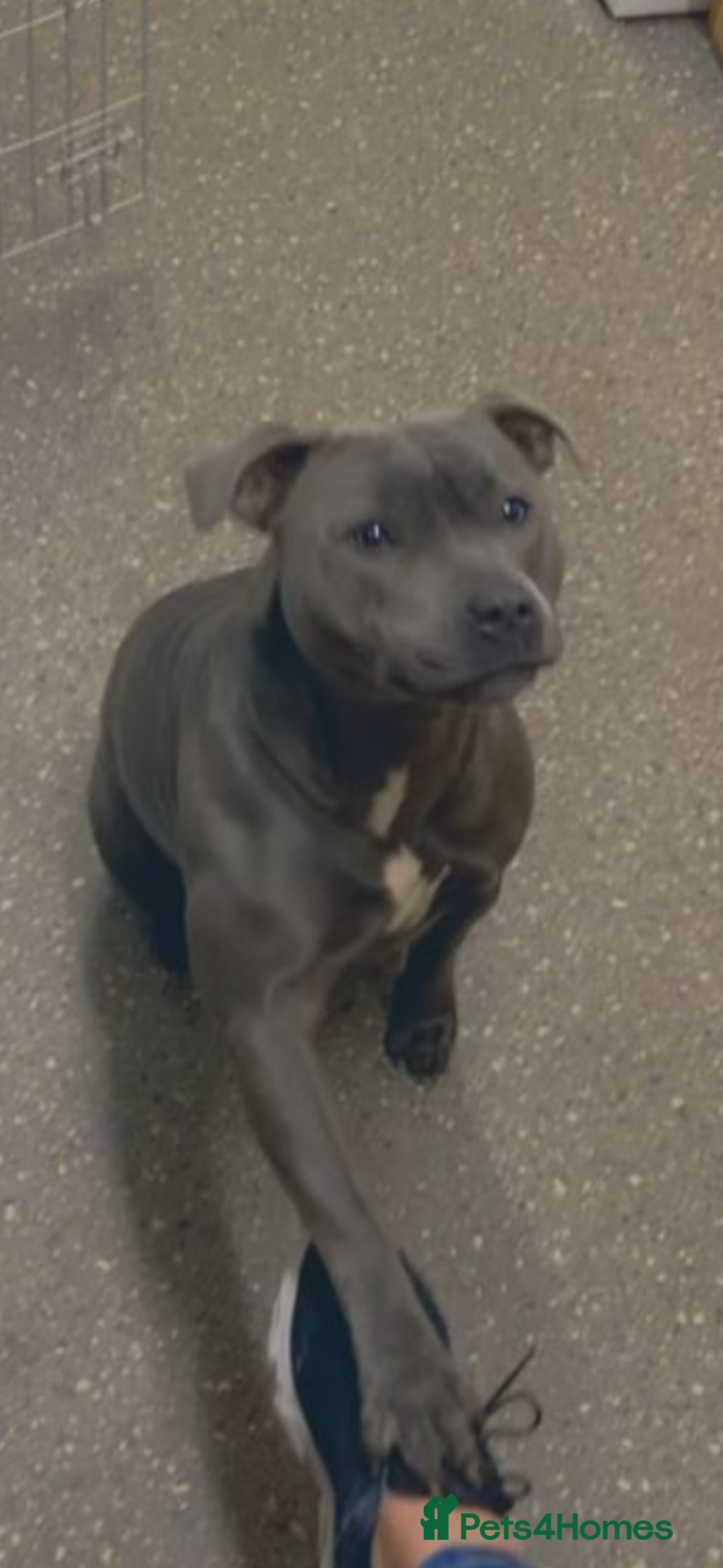 Staffordshire Bull Terrier dogs for sale: 🔷Top quality Pharaon puppy🔷 - Image 22