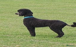 Standard Poodle dogs for stud: Standard poodle - Image 3