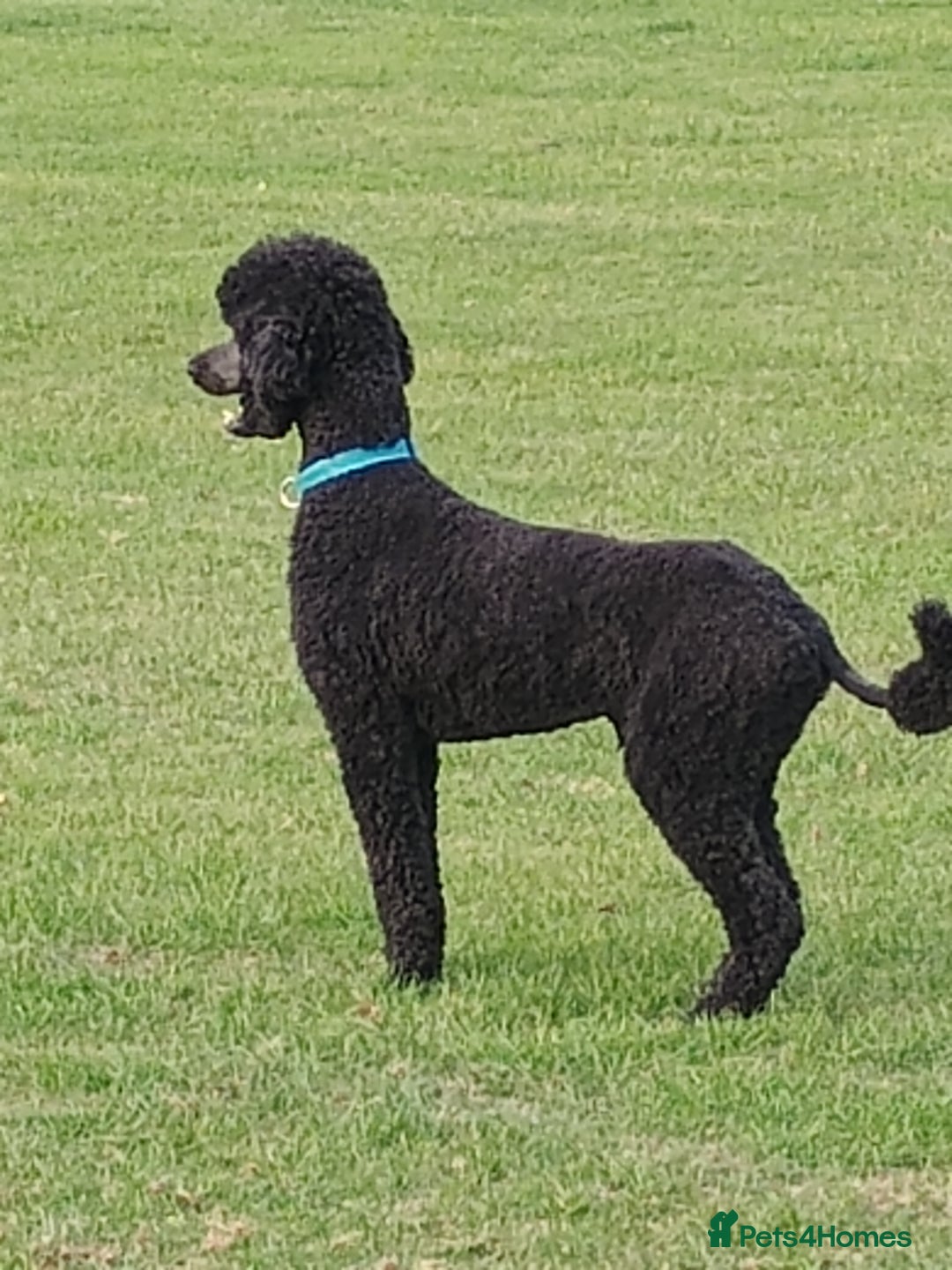 Standard Poodle dogs for stud: Standard poodle - Image 3