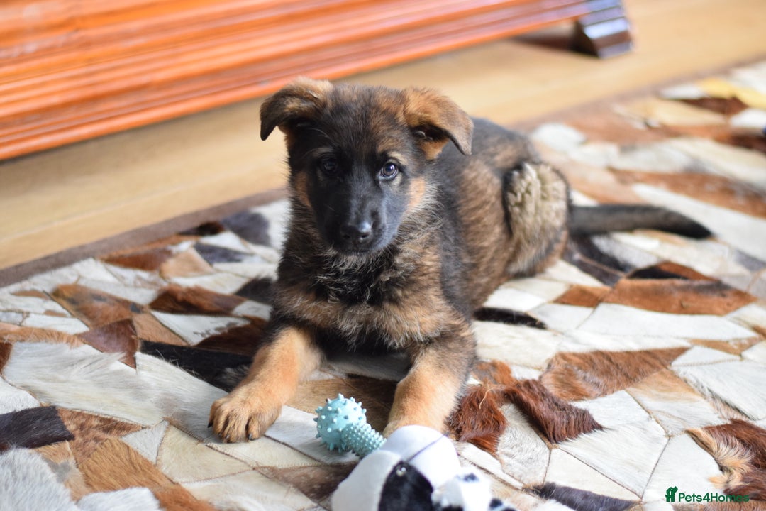 German Shepherd dogs for sale: German Shepherd Puppies - Image 20