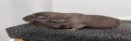 Guinea Pig rodents for sale: Guinea pigs  - Advert 3