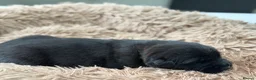 Golden Shepherd dogs for sale: ⭐ Golden Shepherd Puppies | ENS & ESI Raised ⭐ - Advert 33