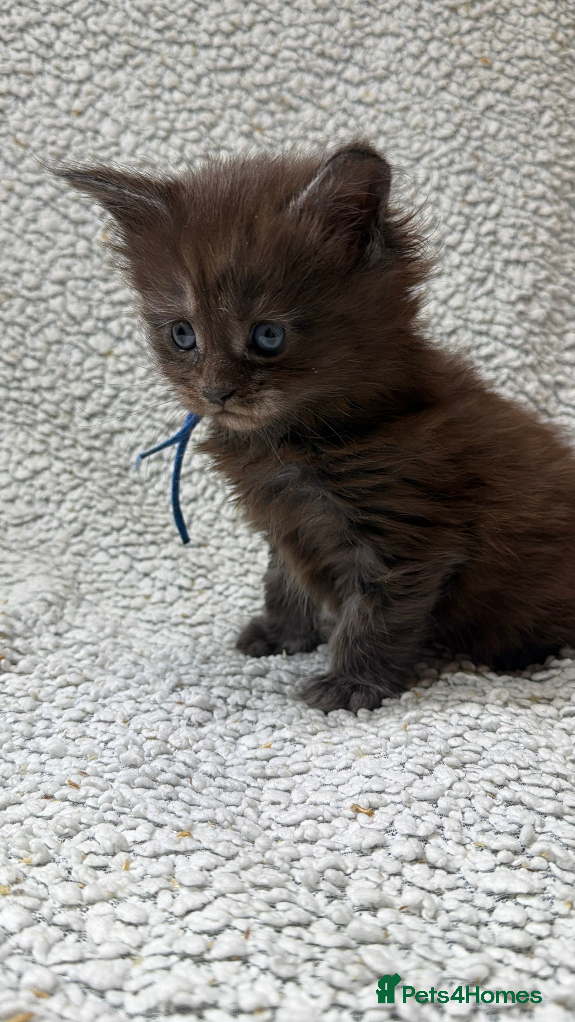 Maine Coon cats Beautiful maine coons - Advert 6