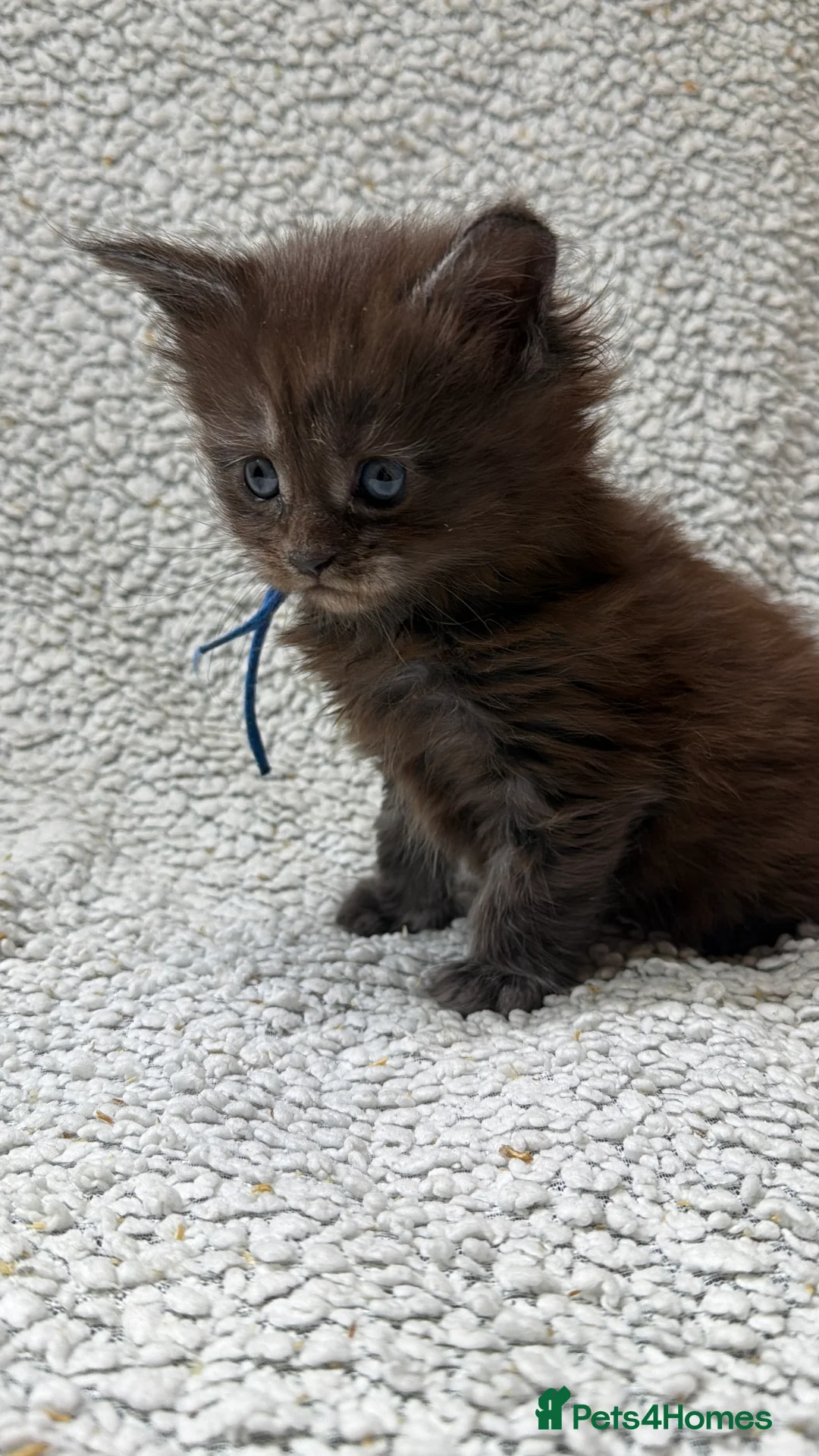 Maine Coon cats for sale: Beautiful maine coons - Advert 17