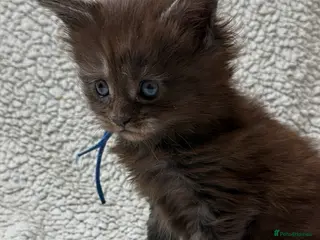 Maine Coon cats Beautiful maine coons - Advert 6