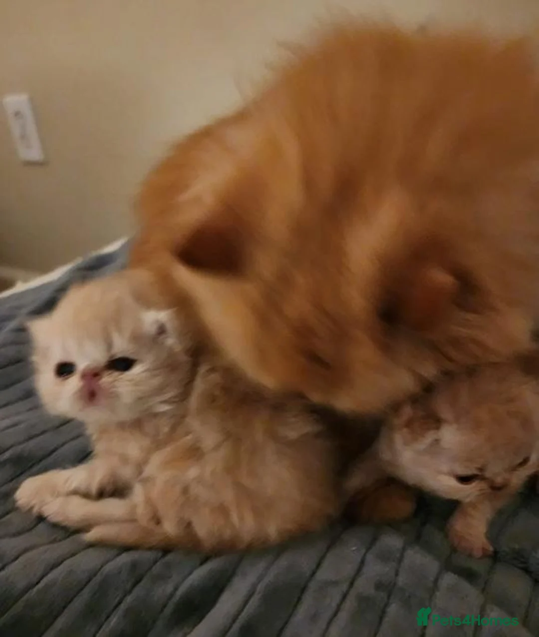 Persian cats for sale: Little Clouds of Softness–Persian Kittens for Sale in Norwich - Advert 16