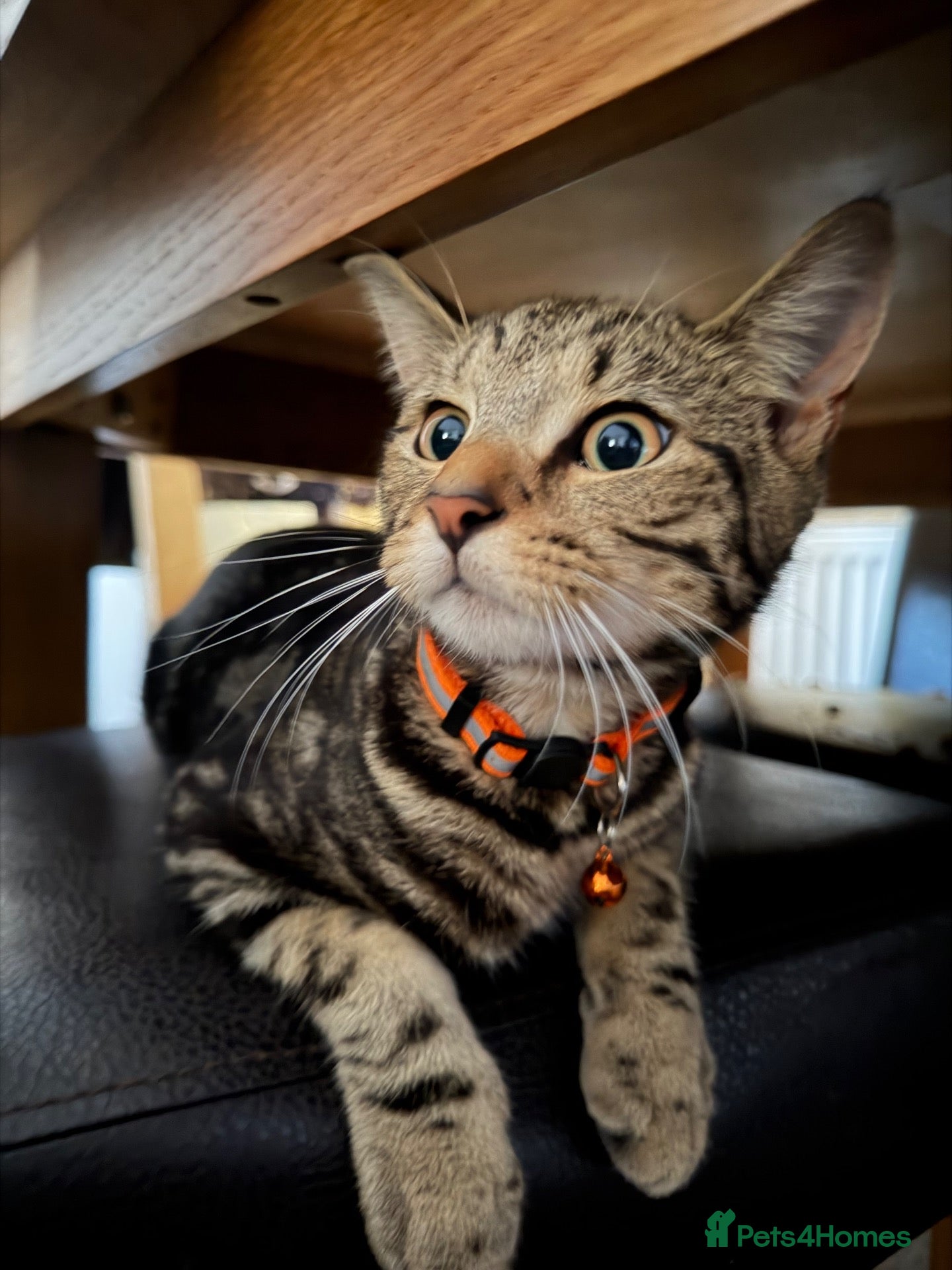 American Shorthair cats Boy cat  - Advert 12