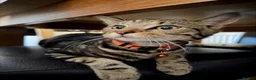 American Shorthair cats for sale: Boy cat  - Advert 1