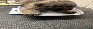 German Shepherd 2