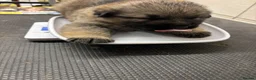 German Shepherd dogs for sale: German Shepard puppies  - Advert 4