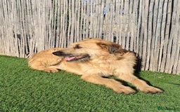 Mixed Breed dogs for adoption: Urgent 🚨 Can you please offer me a home 🏡  - Advert 5