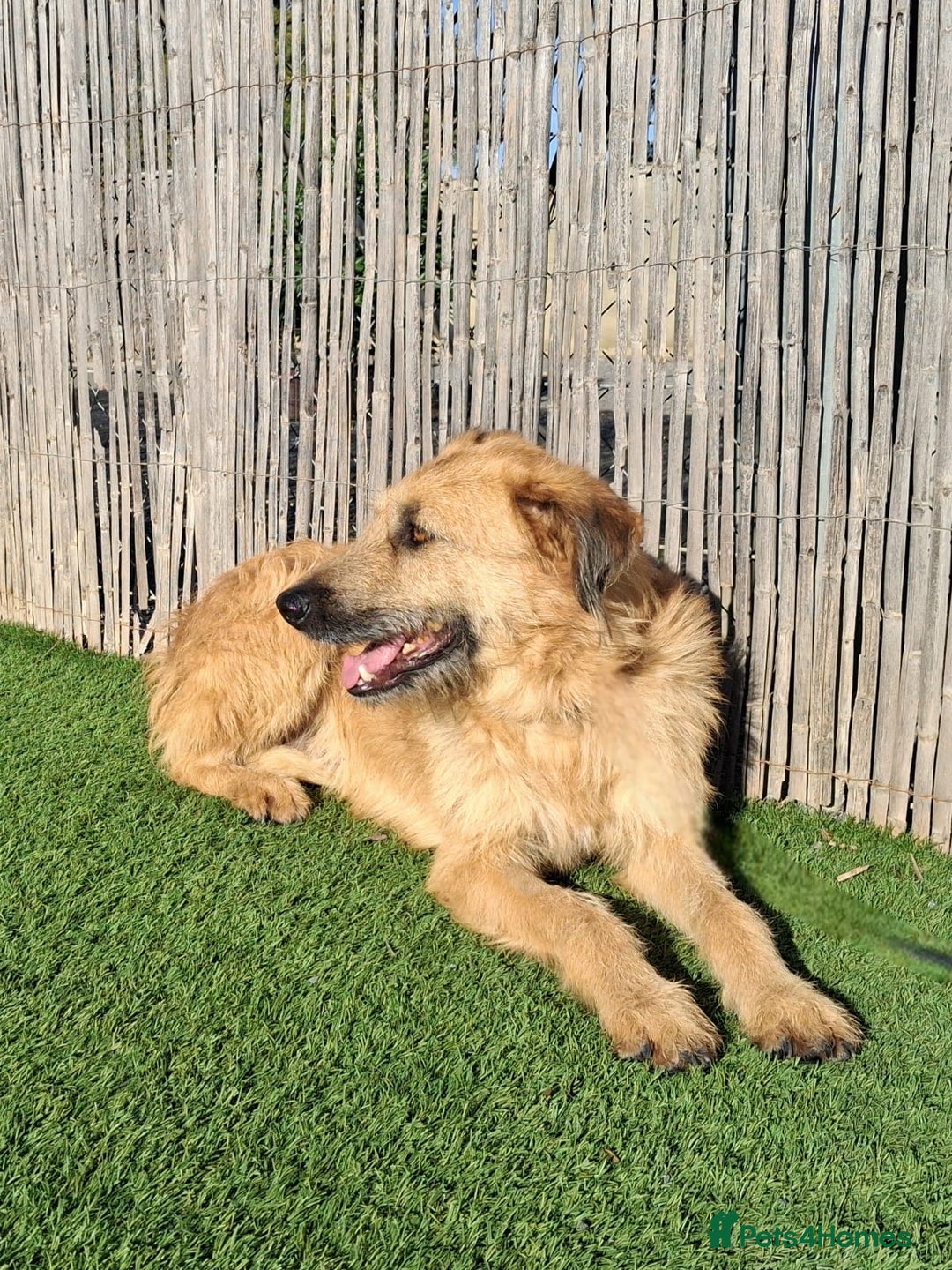 Mixed Breed dogs for adoption: Urgent 🚨 Can you please offer me a home 🏡  - Advert 5