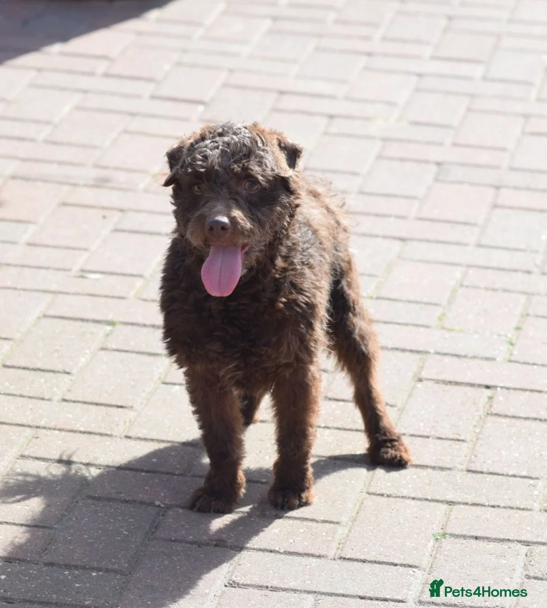 Mixed Breed dogs for sale: Patterpoo's - Advert 9