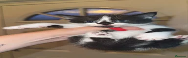 British Shorthair Kitten 2
