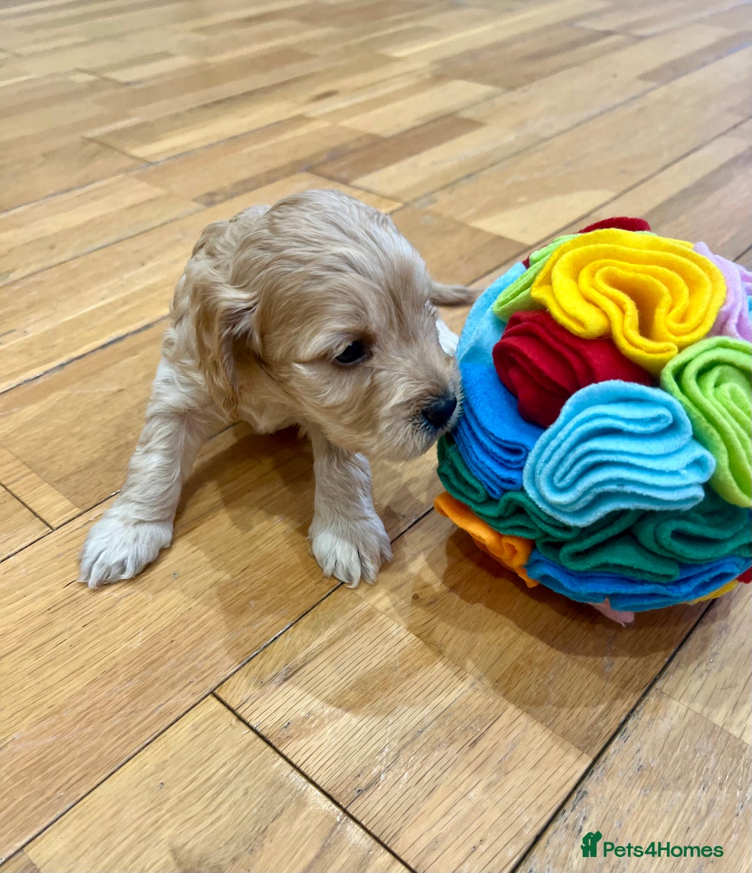 Cockapoo dogs for sale: ♥️Fabulous Toy Cockapoo Puppies Kc Reg Parents - Advert 13