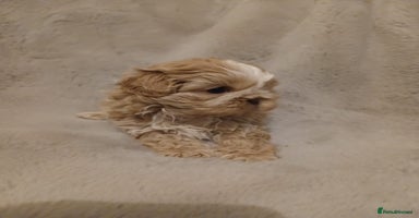 Shih Tzu dogs ✨️Exceptional Imperial Litter Ready Mid December✨️ - Advert 2