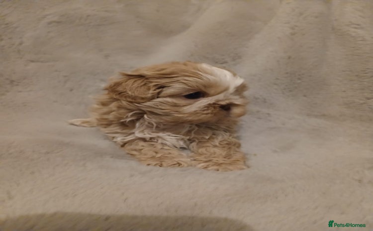 Shih Tzu dogs ✨️Exceptional Imperial Litter Ready Mid December✨️ - Advert 6