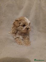 Shih Tzu dogs ✨️Exceptional Imperial Litter Ready Mid December✨️ - Advert 2