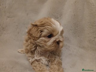 Shih Tzu dogs ✨️Exceptional Imperial Litter Ready Mid December✨️ - Advert 8