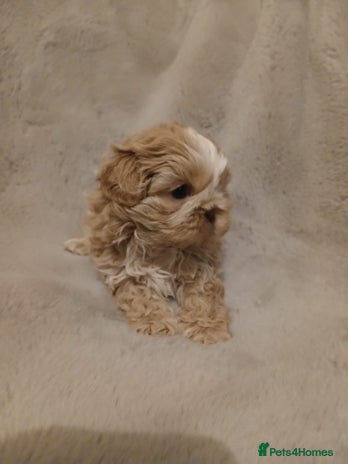 Shih Tzu dogs ✨️Exceptional Imperial Litter Ready Mid December✨️ - Advert 6