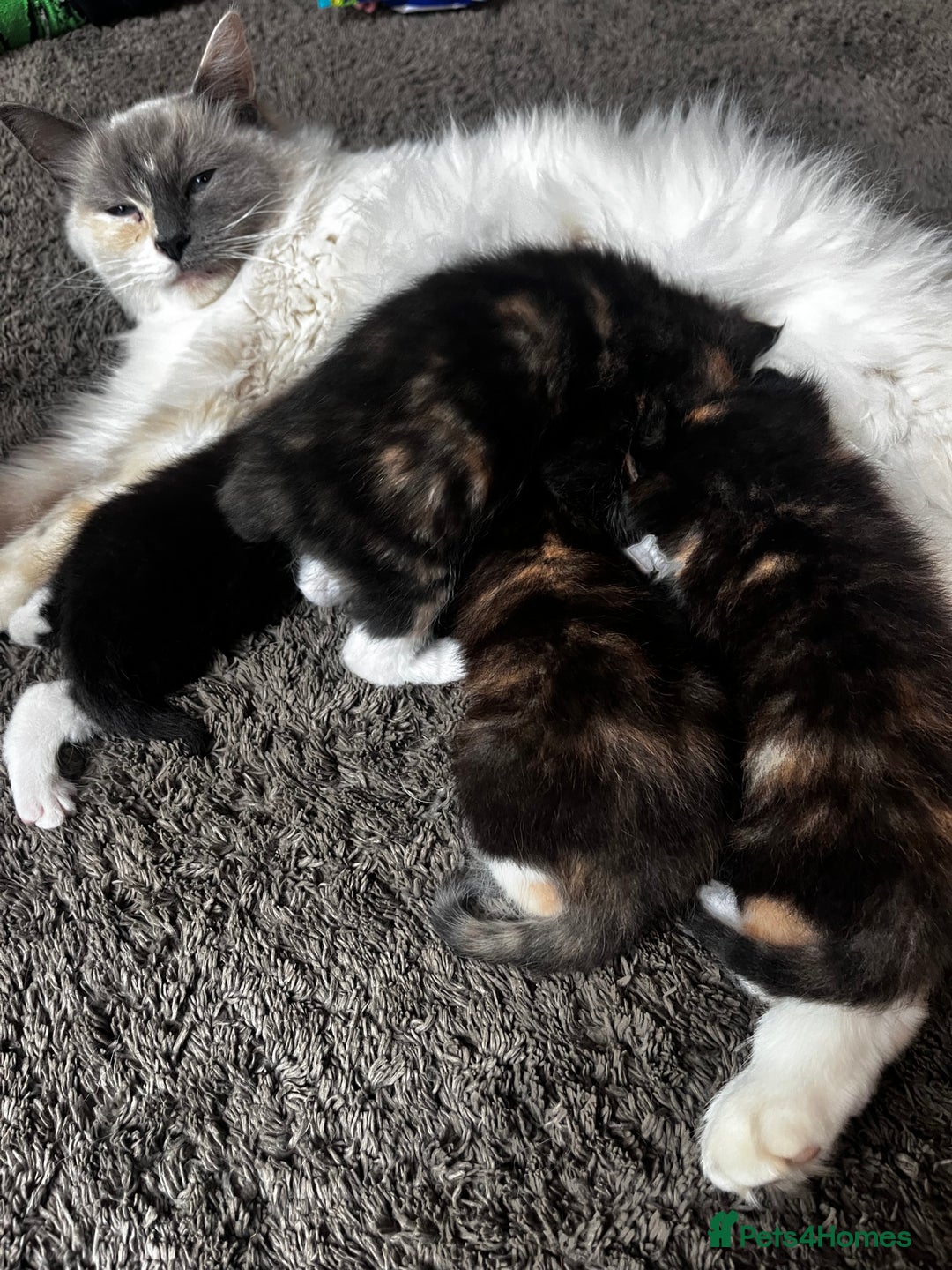 Ragdoll cats for sale: 4 Beautiful Fluffy Ragdoll Cross Kittens  - Image 8