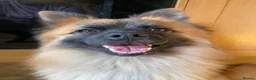 Mixed Breed dogs for sale:     German Spitz x Pomeranian | Loving Family Dog  in London - Advert 6