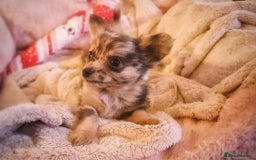 Chihuahua dogs for sale: Merle Chihuahua Puppies Longhaired Apple-head - Advert 14