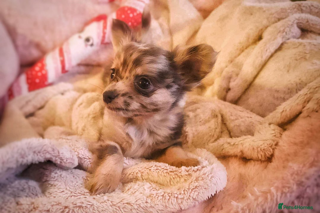 Chihuahua dogs for sale: Merle Chihuahua Puppies Longhaired Apple-head - Advert 14
