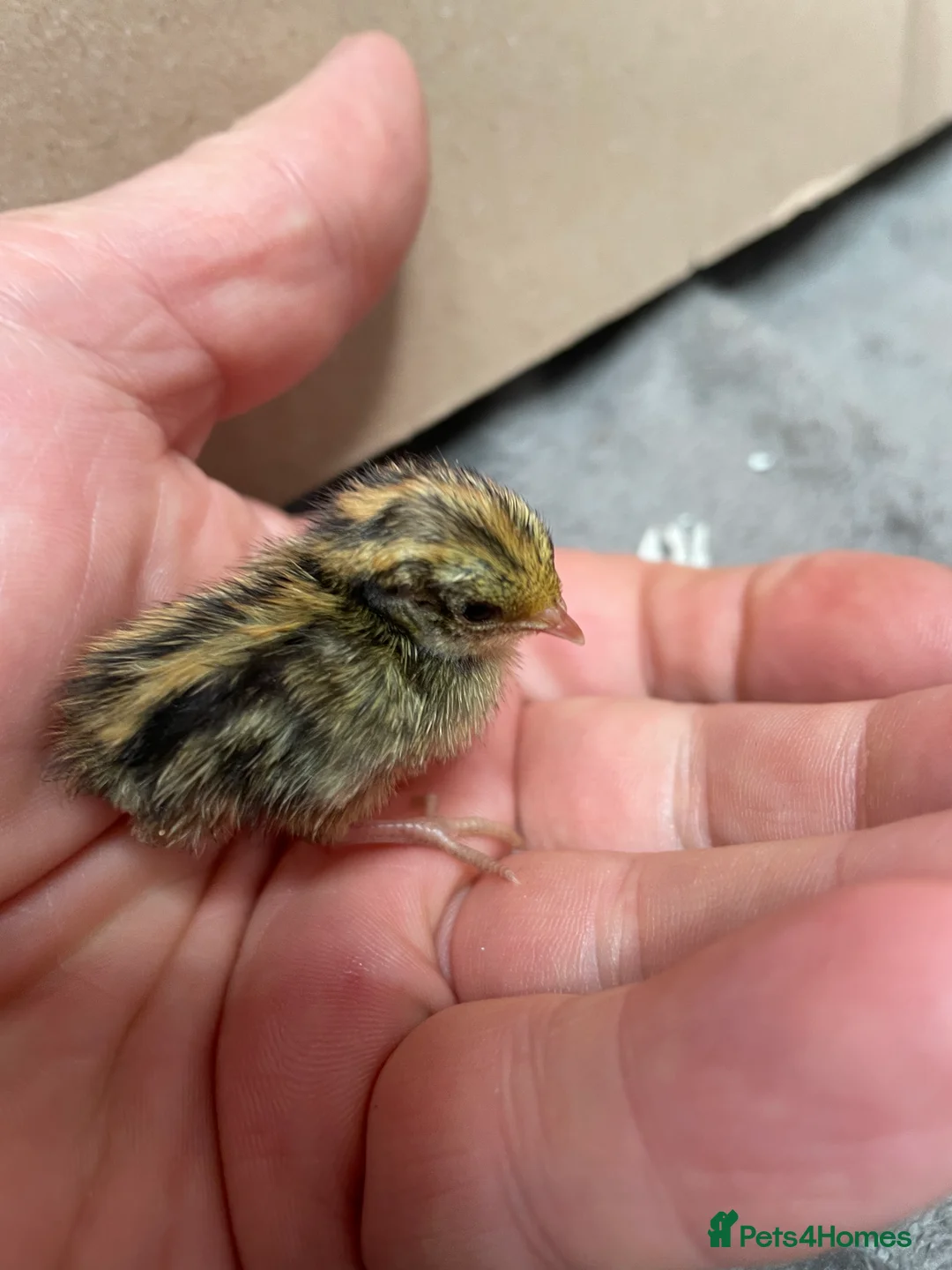 Quail poultry for sale: Chinese Painted Button Quail Chicks - Advert 2