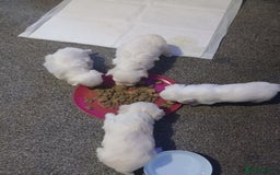 Maltese dogs for sale: Maltese puppies - Image 4