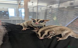 Sugar Glider rodents for sale: Trio neutered sugar gliders. Friendly little boys! - Image 5