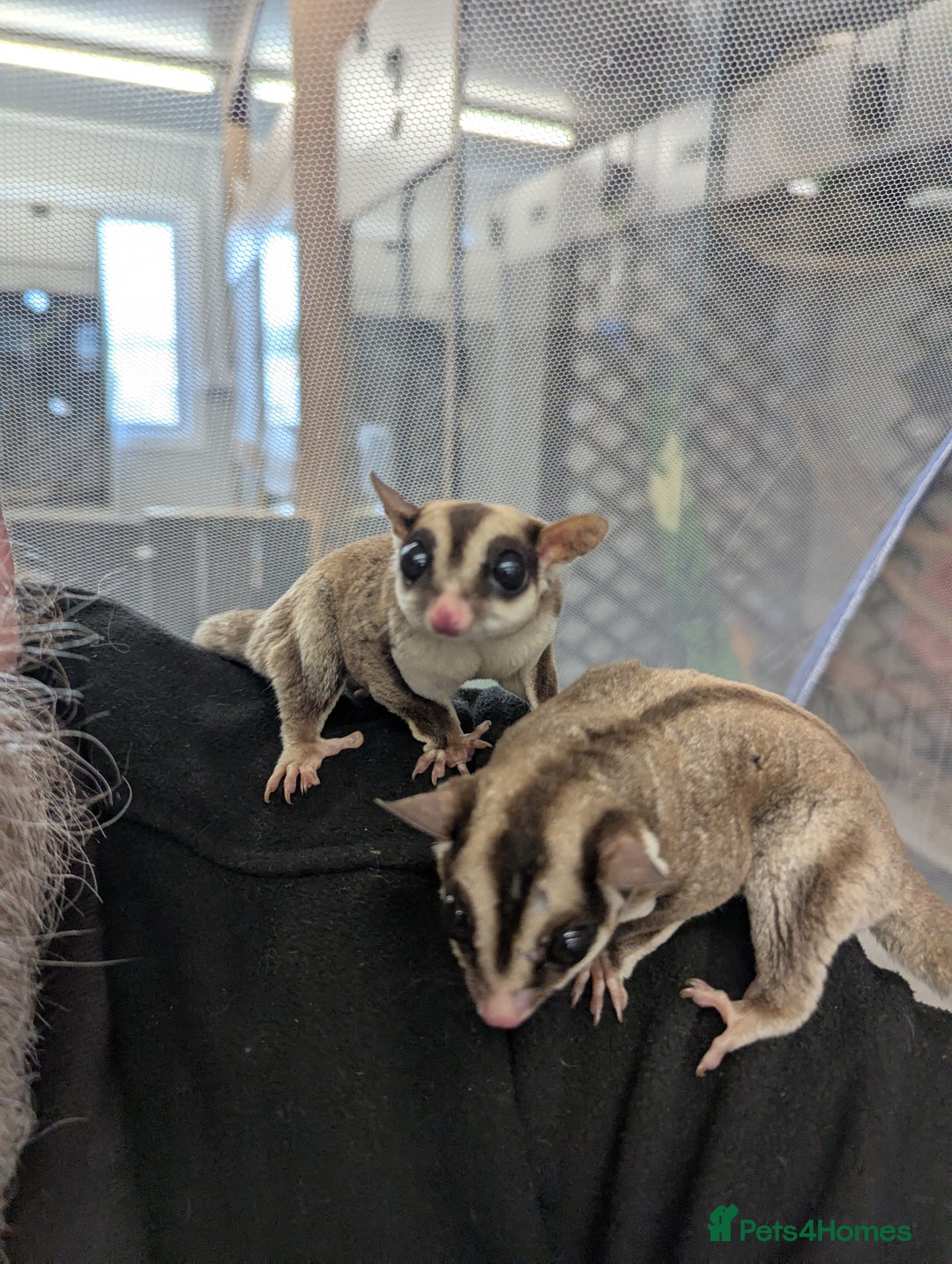 Sugar Glider rodents for sale: Trio neutered sugar gliders. Friendly little boys! - Image 5