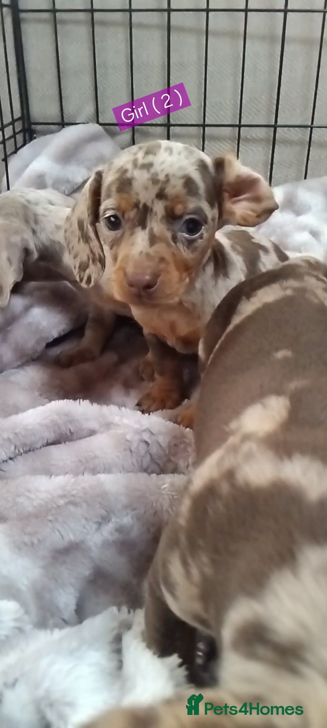 Miniature Dachshund dogs for sale: KC, PRA, STUNNING LITTER MIN,DASH😍 - Image 29