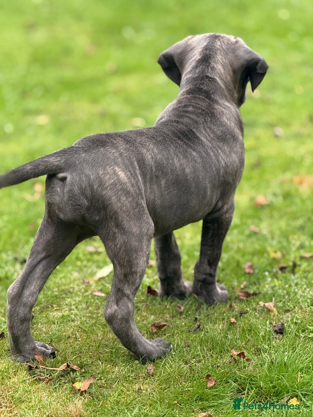 Cane Corso dogs for sale: Cane corso puppy  - Image 3
