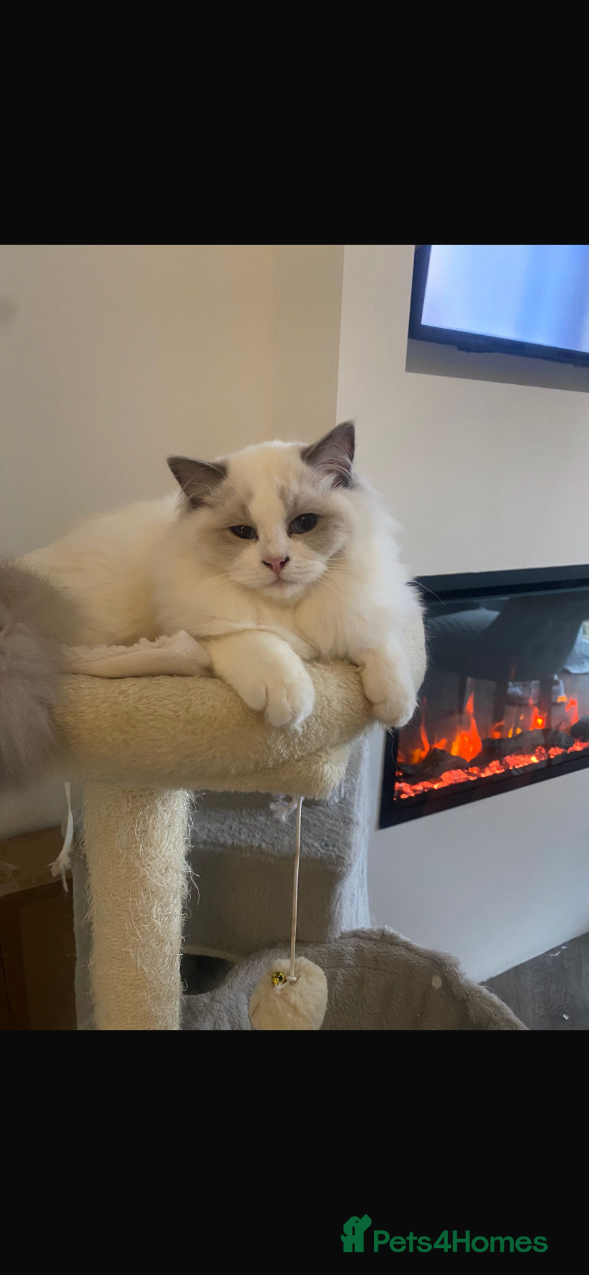Ragdoll cats Barney Bear ragdoll - Advert 2
