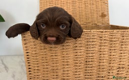 Sprocker dogs for sale: 1 chocolate boy sproker 10 weeks  - Image 2