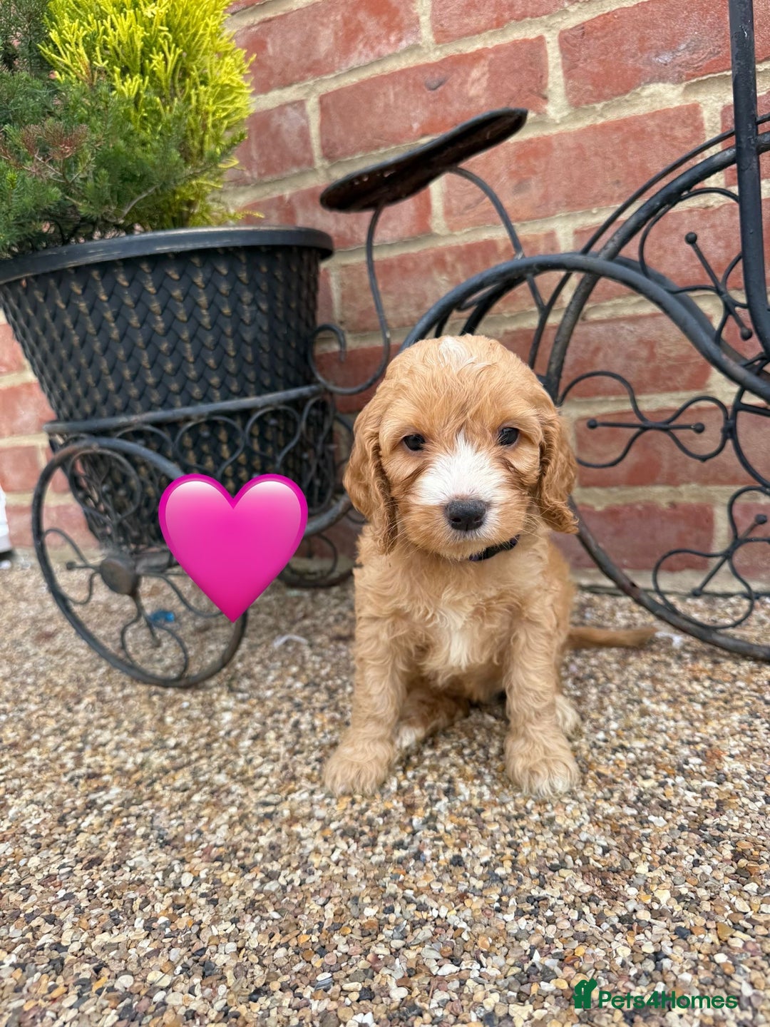 Cockapoo dogs for sale: Ready to leave Beautiful merle & gold  Cockapoos  - Image 15