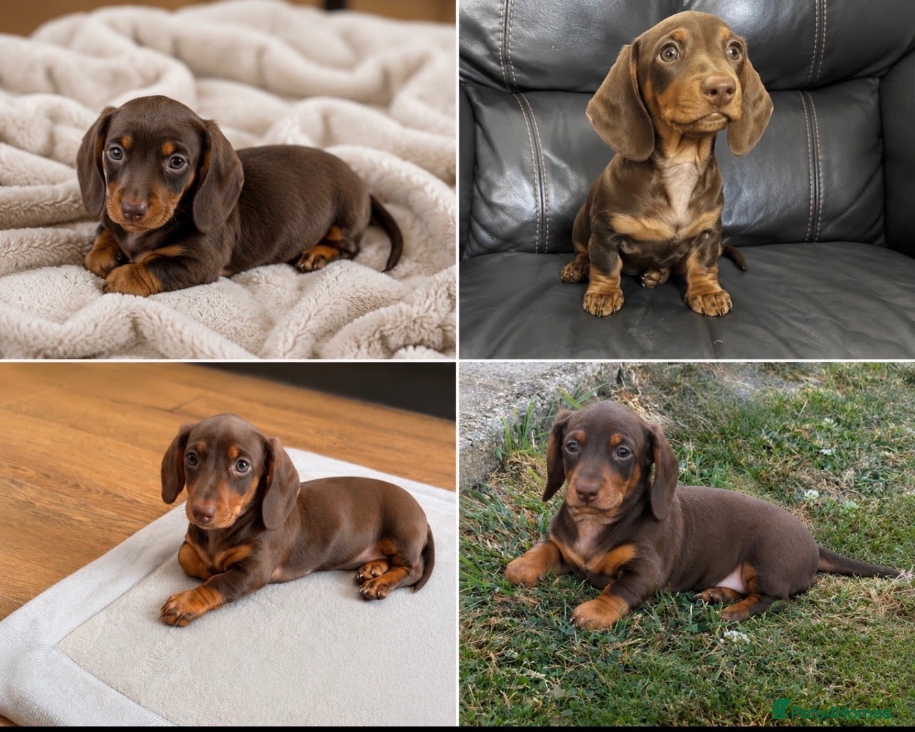 Miniature Dachshund dogs 🐾 Still Looking for Her Perfect Forever Home 🐾 - Advert 2