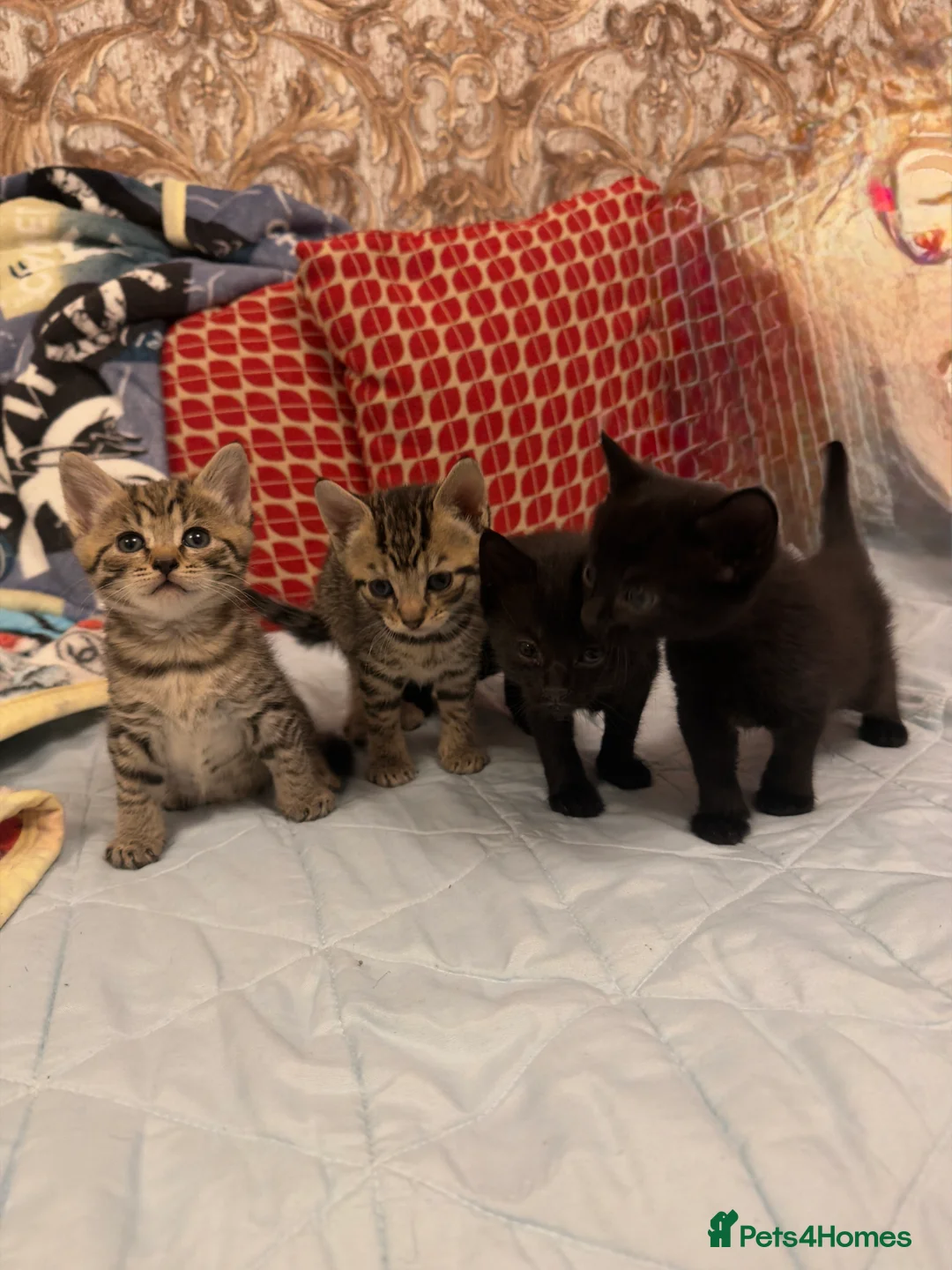 Mixed Breed cats for sale: Cute mixbreeded kittens  - Advert 1
