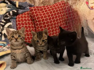 Mixed Breed cats Cute mixbreeded kittens - Advert 2