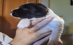 English Springer Spaniel dogs for sale: English springer spaniel pups  - Image 11