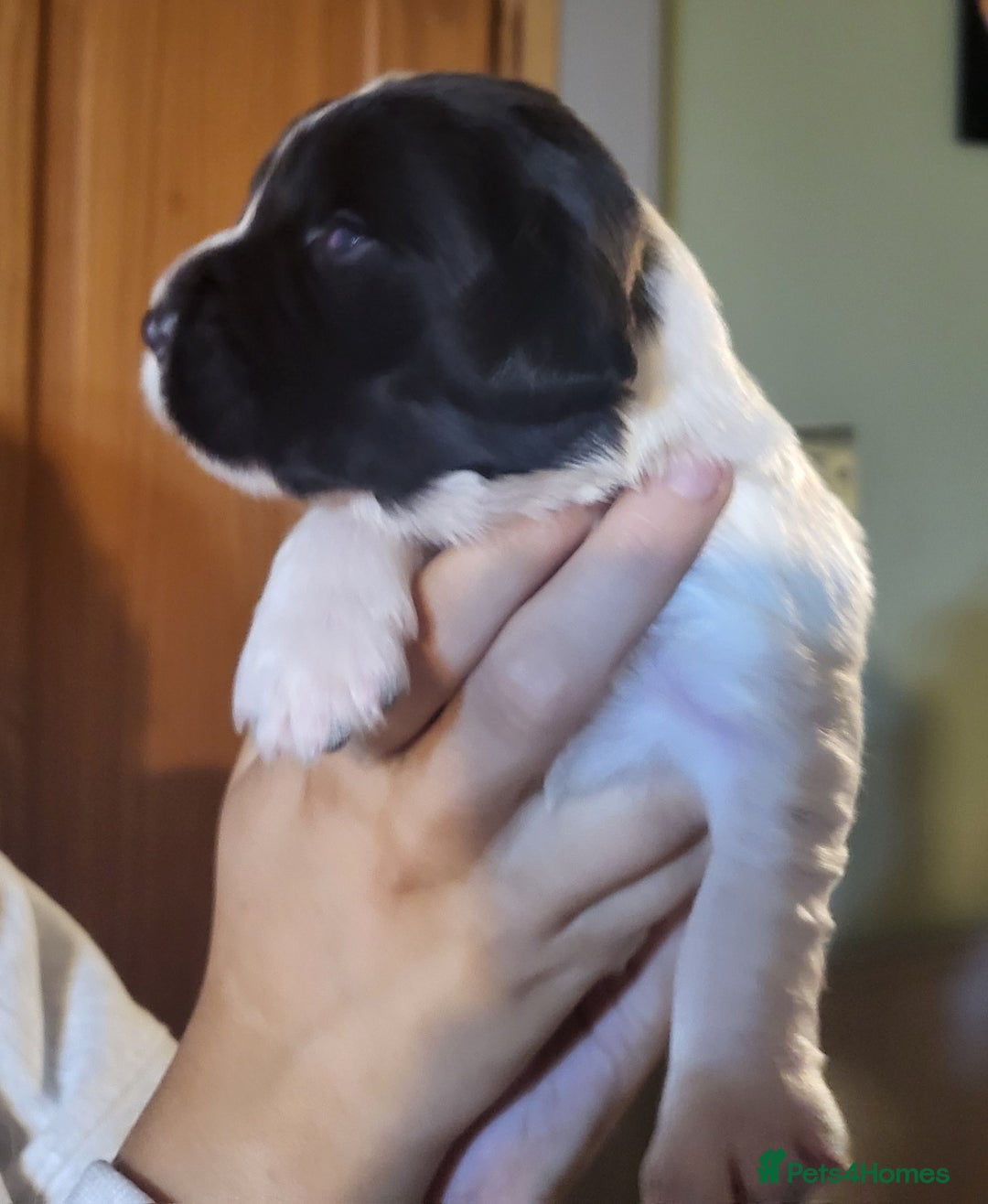 English Springer Spaniel dogs for sale: English springer spaniel pups  - Image 11