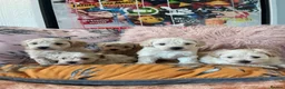 Maltipoo dogs for sale: Toy Maltipoos  - Advert 1