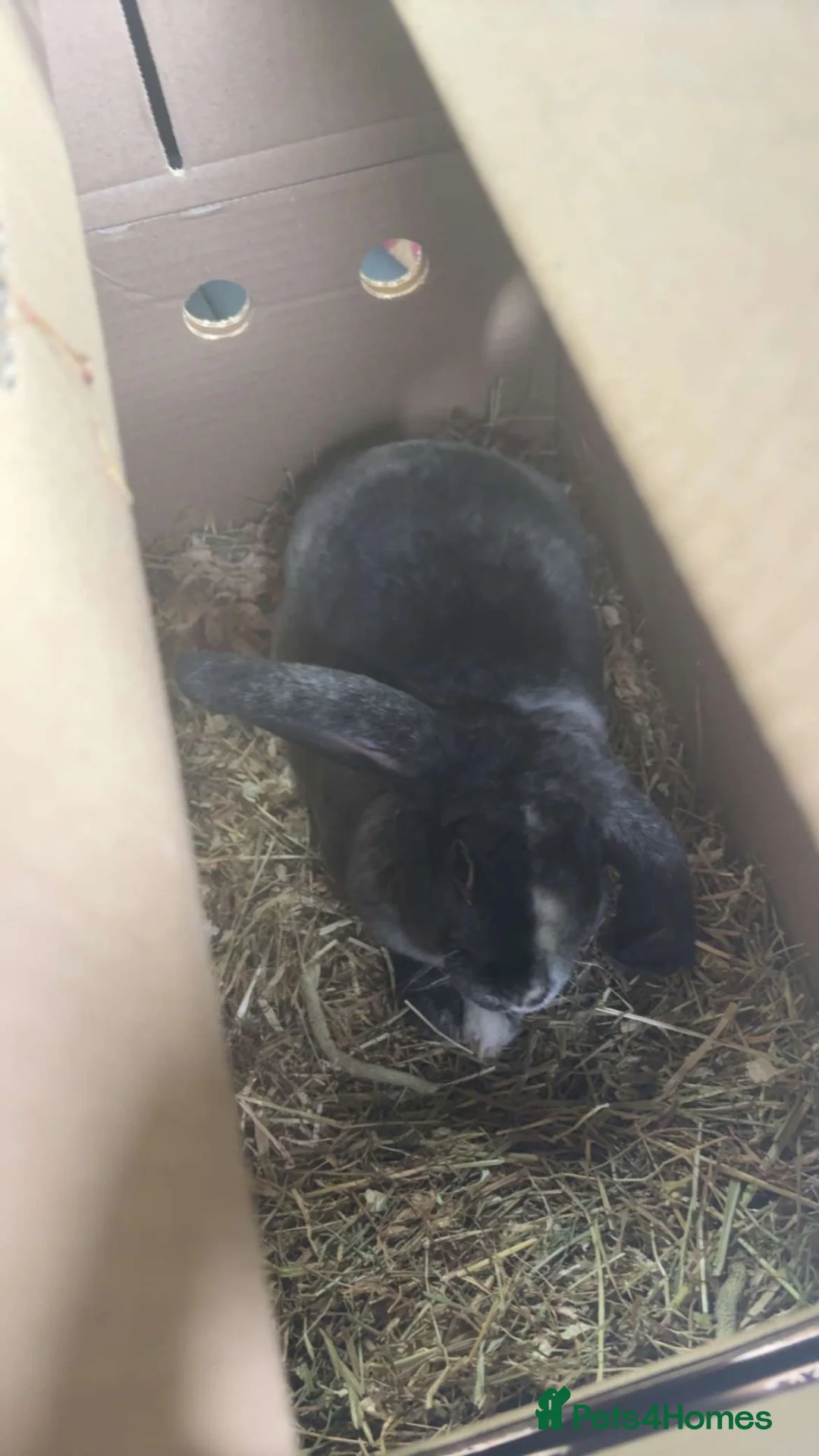 Mini Lop rabbits for sale: URGENT REHOME!! in Farnham - Advert 3