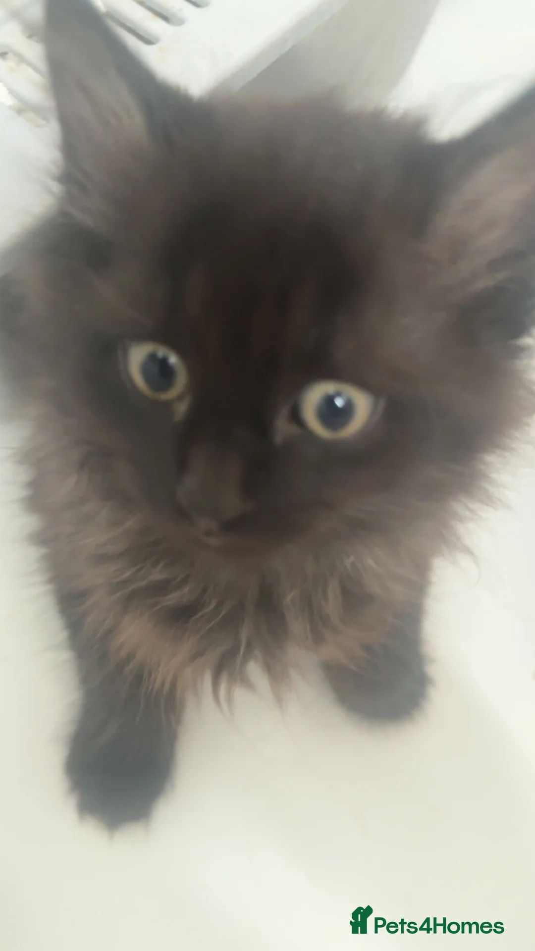 British Longhair cats for sale: British long hair + Turkish angora - Advert 2