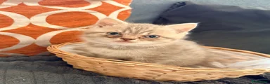 British Shorthair Kitten 2