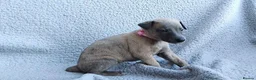 Whippet dogs for sale: KC Registered True to type whippets - Advert 19