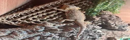 Bearded Dragon reptiles for sale: Female bearded dragon and full set up  in Tiverton - Advert 1