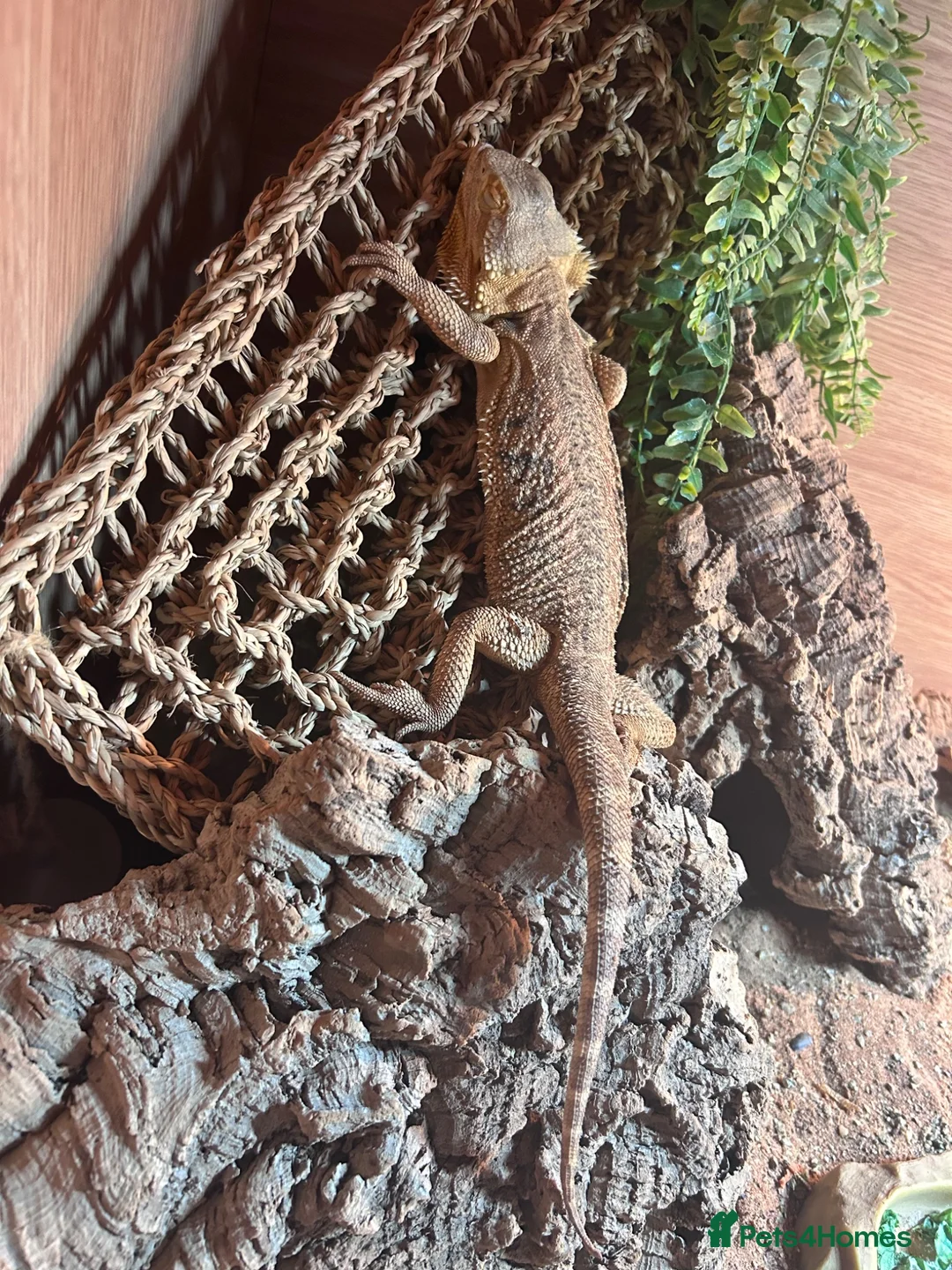 Bearded Dragon reptiles for sale: Female bearded dragon and full set up  in Tiverton - Advert 1