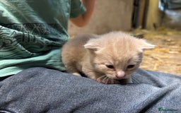 British Shorthair cats for sale: Beautiful litter of adorable kittens - Image 16